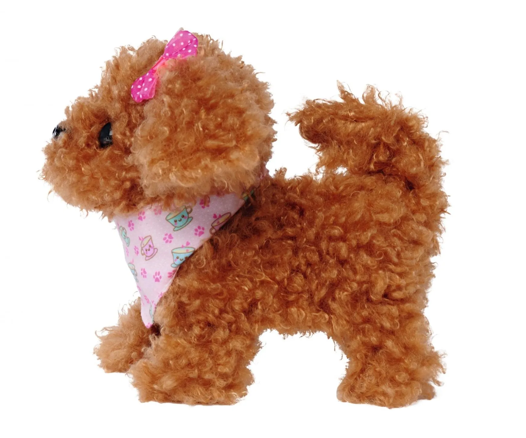 CCL Tea Cup Poodle Puppy